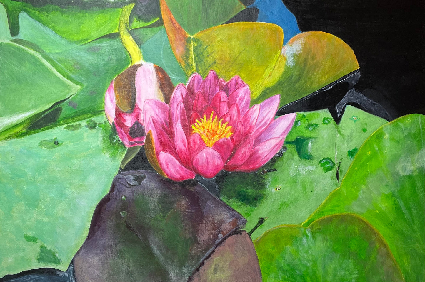 Waterlily