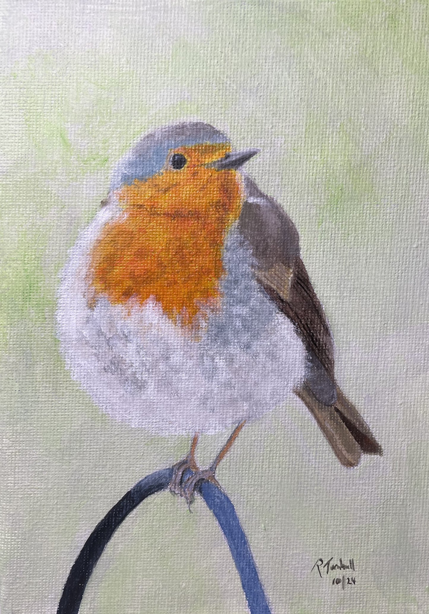 Curious Robin Christmas Greeting Card