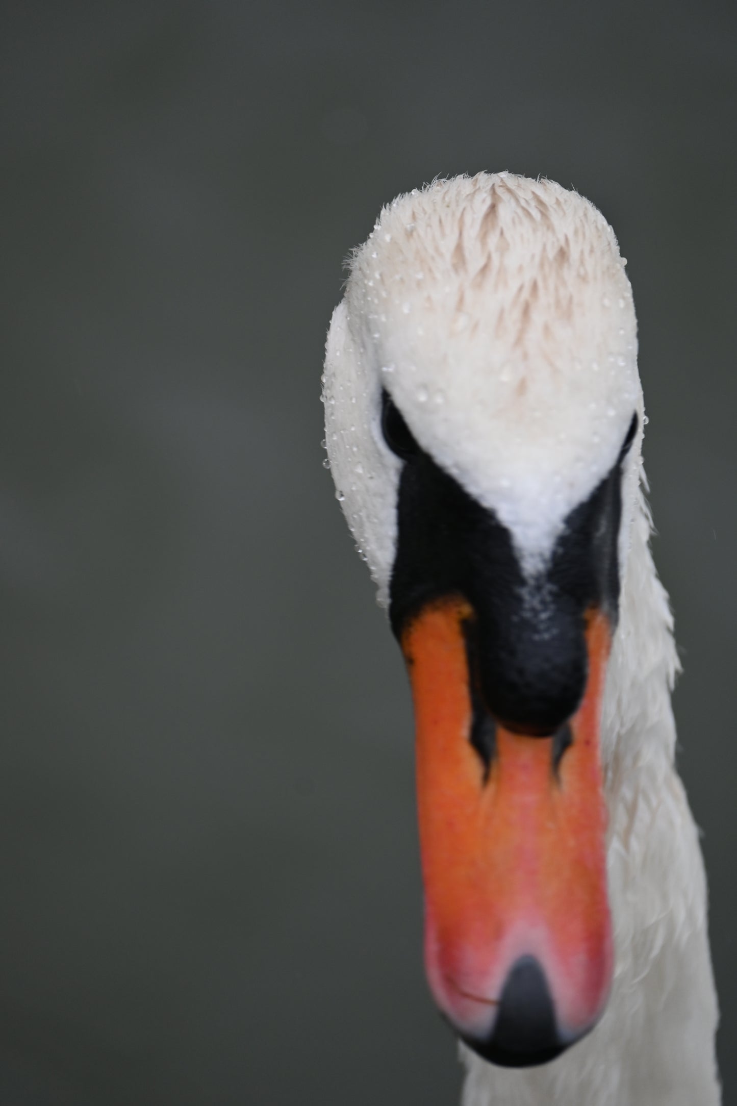 Swan Greeting Card