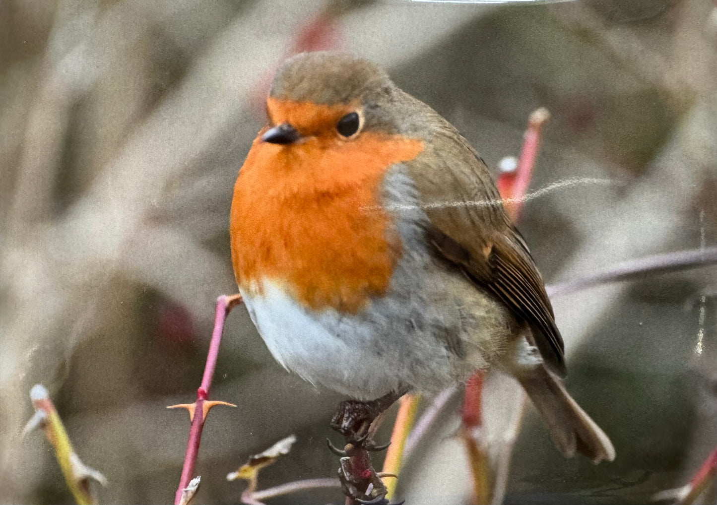 Robin 6" x 4" Christmas Greeting Card