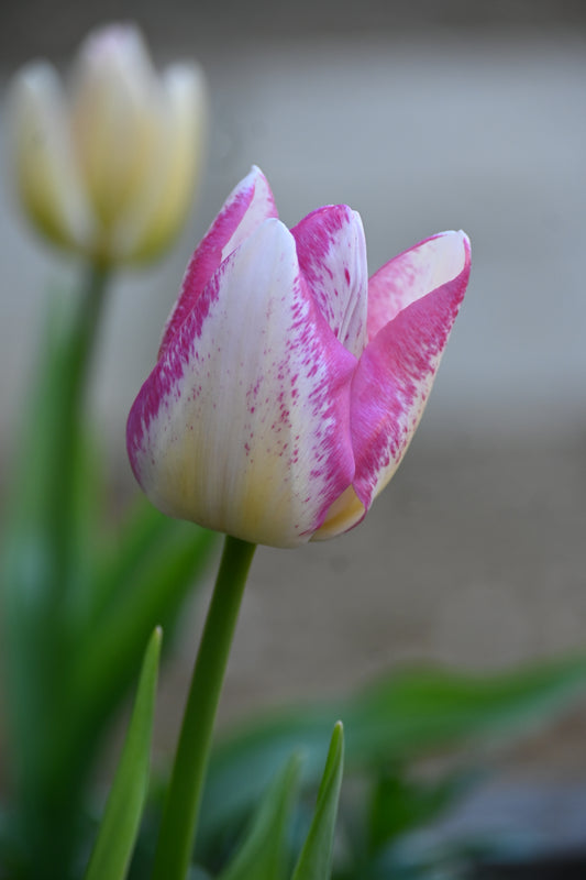 Tulip Greeting Card