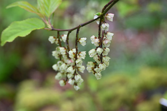 Hanging Blossom Greeting Card