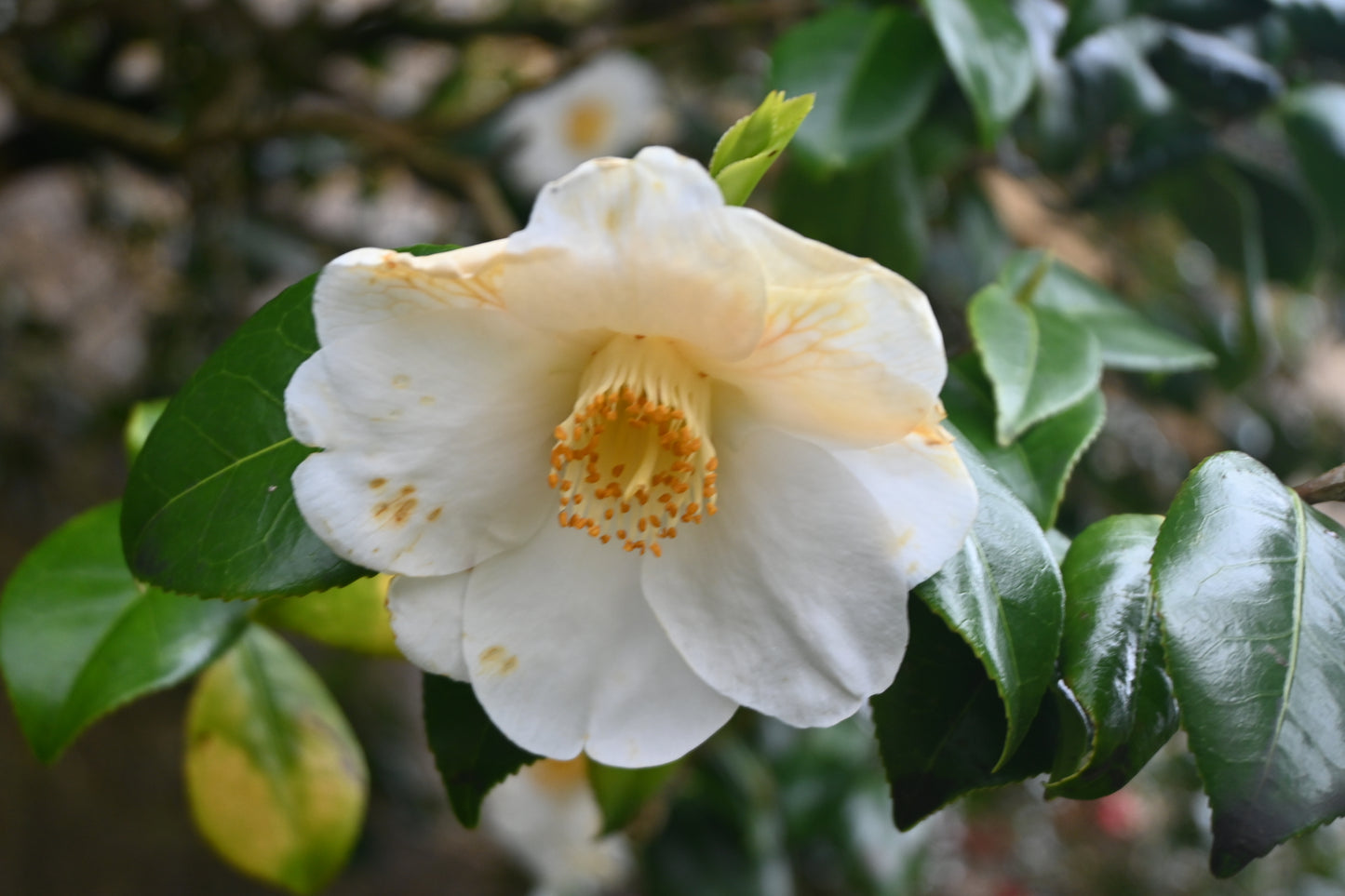 Cream Flower Greeting Card